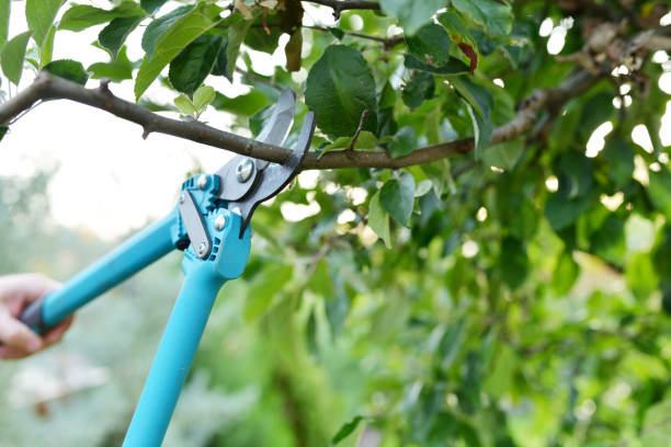 Best Tree Removal Contractors  in USA